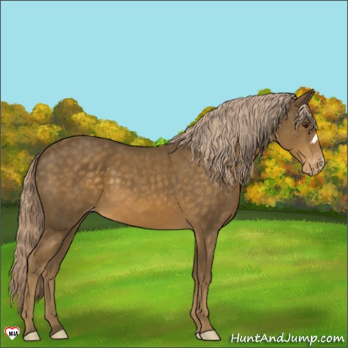 Horse Color:Chocolate Palomino Appaloosa 