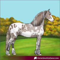 Horse Color:White Spotted Liver Red Dun Frame Appaloosa 