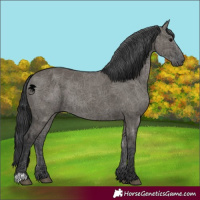 Horse Color:Grullo 