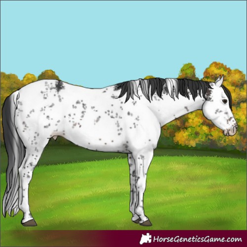 Horse Color:White Spotted Brown Sabino Rabicano 