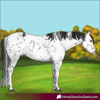 Horse Color:White Spotted Brown Sabino Rabicano 