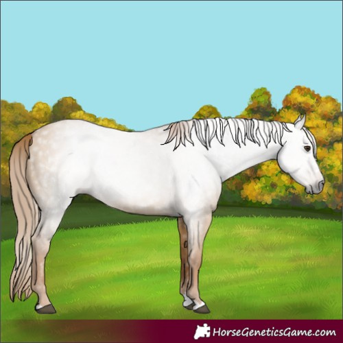 Horse Color:Gray Red Dun 