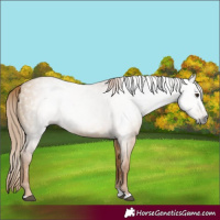 Horse Color:Gray Red Dun 