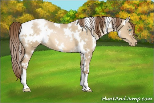 Horse Color:White Spotted Smoky Grullo Pearl