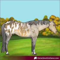 Horse Color:Buckskin Dun Mushroom Appaloosa