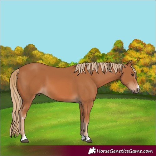 Horse Color:Chestnut 