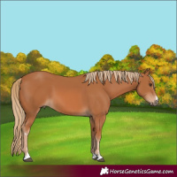 Horse Color:Chestnut 