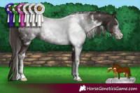 Horse Color:White Spotted Liver Chestnut Sabino 