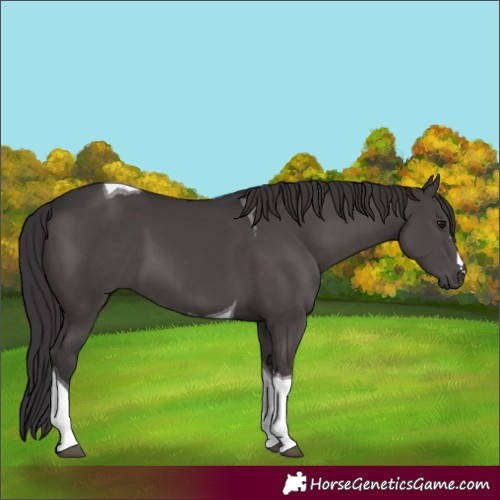 Horse Color:Smoky Black Tobiano 