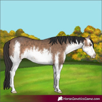 Horse Color:White Spotted Bay Dun 