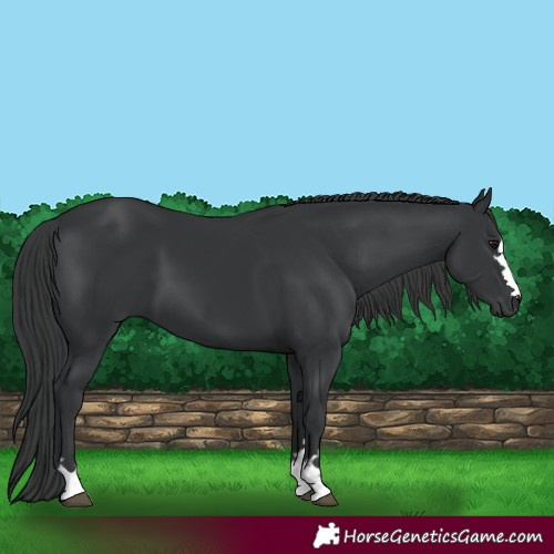 Horse Color:Black 