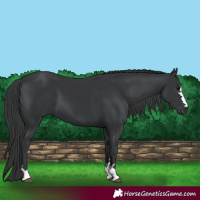 Horse Color:Black 