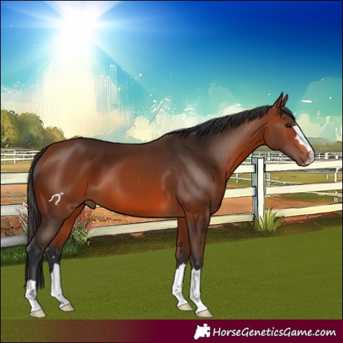 Horse Color:Bay 