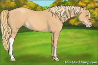 Horse Color:Gold Champagne 