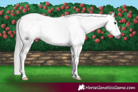 Horse Color:Gray White Spotted Black  and Gray White Spotted Black Rabicano 
