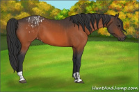 Horse Color:Bay Appaloosa  and Bay 