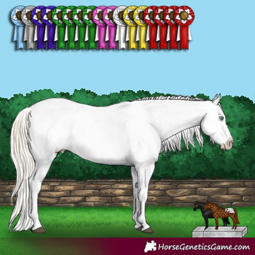 Horse Color:Palomino Dun Appaloosa 