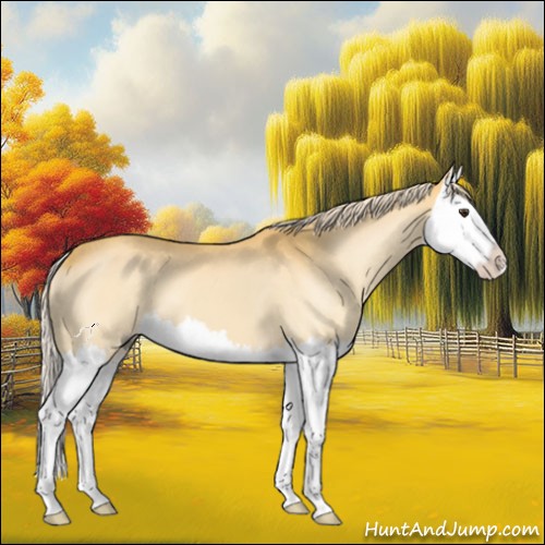 Horse Color:Palomino Splash 