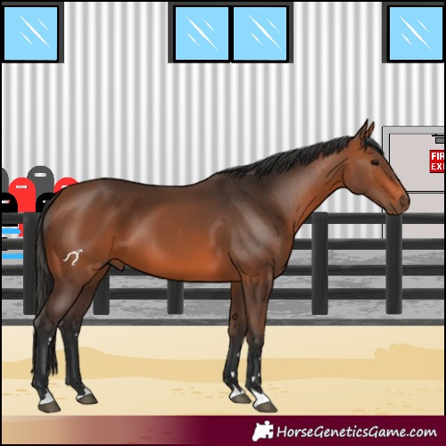 Horse Color:Bay 