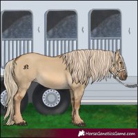 Horse Color:Chocolate Palomino Dun 