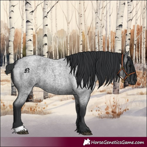 Horse Color:Blue Roan 