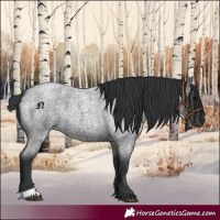 Horse Color:Blue Roan 