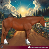 Horse Color:Chestnut 