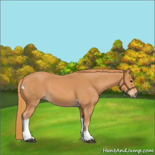 Horse Color:Chestnut Tobiano