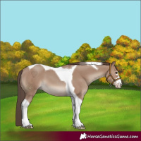 Horse Color:Classic Champagne Tobiano 