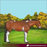 Horse Color:Bay Tobiano 