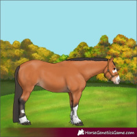 Horse Color:Bay 