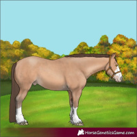 Horse Color:Amber Champagne 
