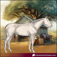 Horse Color:Cremello Splash and Perlino Splash