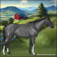 Horse Color:Blue Roan 