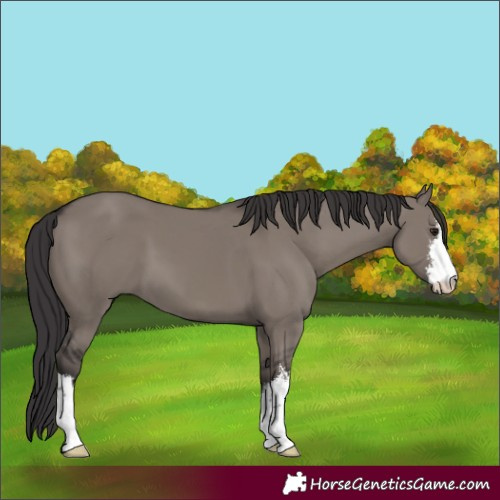Horse Color:White Spotted Smoky Grullo 