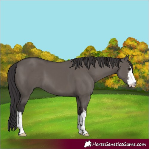 Horse Color:White Spotted Smoky Grullo 