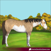 Horse Color:White Spotted Buckskin Dun