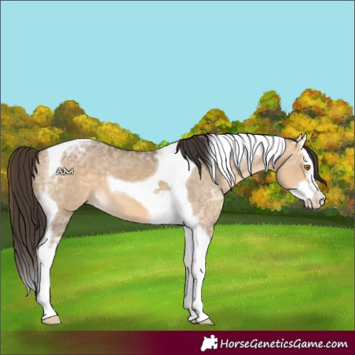 Horse Color:Buckskin Ice Dun Splash Tobiano 