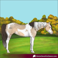 Horse Color:Buckskin Ice Dun Splash Tobiano 