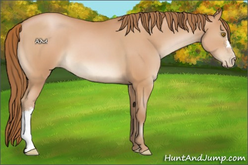 Horse Color:Bay Pearl 