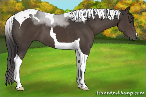 Horse Color:Smoky Black Tobiano 