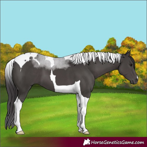 Horse Color:Smoky Black Tobiano 