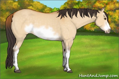Horse Color:White Spotted Buckskin Dun Frame 