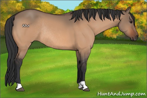 Horse Color:Brown Dun Rabicano 