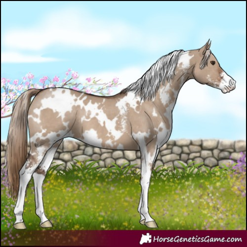 Horse Color:White Spotted Liver Red Dun Sabino 