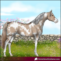 Horse Color:White Spotted Liver Red Dun Sabino 