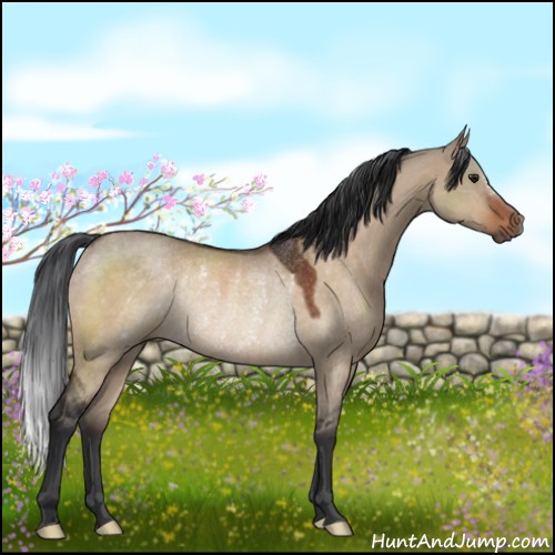 Horse Color:Brown Dun Rabicano