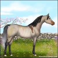 Horse Color:Brown Dun Rabicano 
