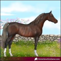 Horse Color:Liver Chestnut Rabicano 
