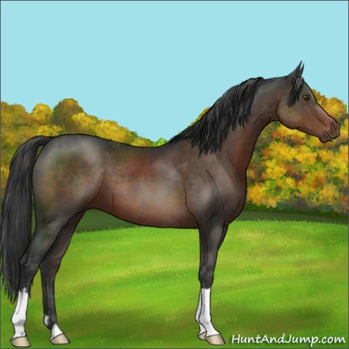 Horse Color:Liver Chestnut 